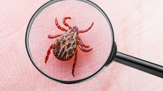 In the Nick of Lyme: The Importance of Early Diagnosis for Lyme Disease