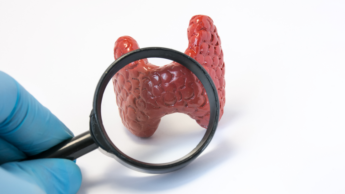 Understanding Thyroid Health: The Importance of TSH Testing